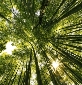 The CEO’s Journey to Sustainability