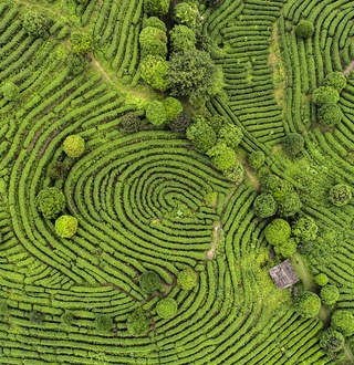 La RSE en 50 nuances de vert