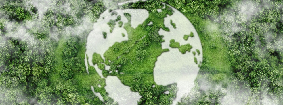 Can planting trees really offset fossil fuel emissions?