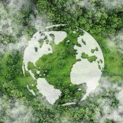 Can planting trees really offset fossil fuel emissions?